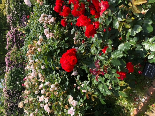 大船フラワーセンターのバラはほとんどが四季咲きのバラで年間を通して開花するそうです。ただし9〜10月は茎を切って株を休める期間があるそうです。
