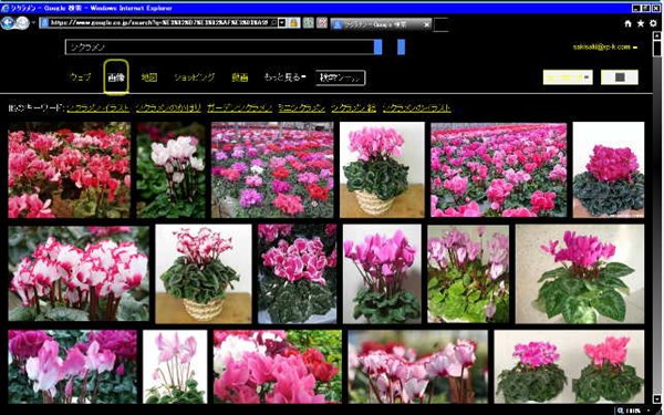 シクラメンの画像が表示されたところ。